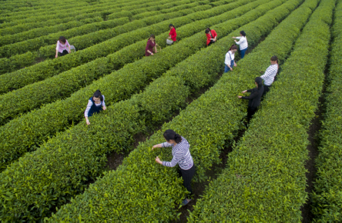 白茶种植带领贫困村荒坡变茶海，青山成金山