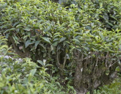 什么茶树品种耐寒最适宜茶树生长的温度是在什么范围内？