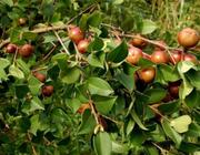 油茶树什么时候种植种植油茶树需要多少年才开花结果？