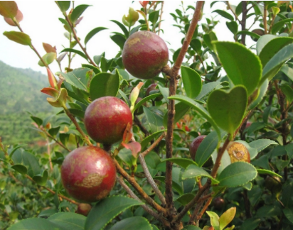 油茶树种植方法油茶树的管理技术