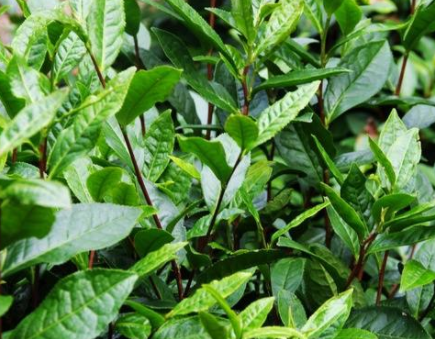 茶树怎么种植一般茶树的存活率有多高？