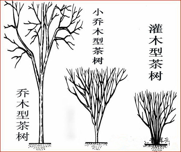 茶树按树形分为那几类详解每种树型的特征