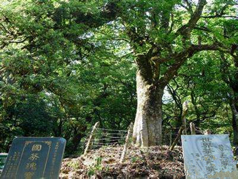 世界三大古茶树在哪里揭秘世界最大古茶树王国