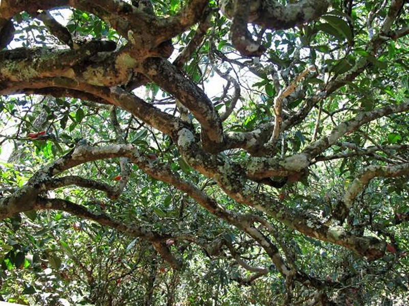 世界三大古茶树在哪里揭秘世界最大古茶树王国