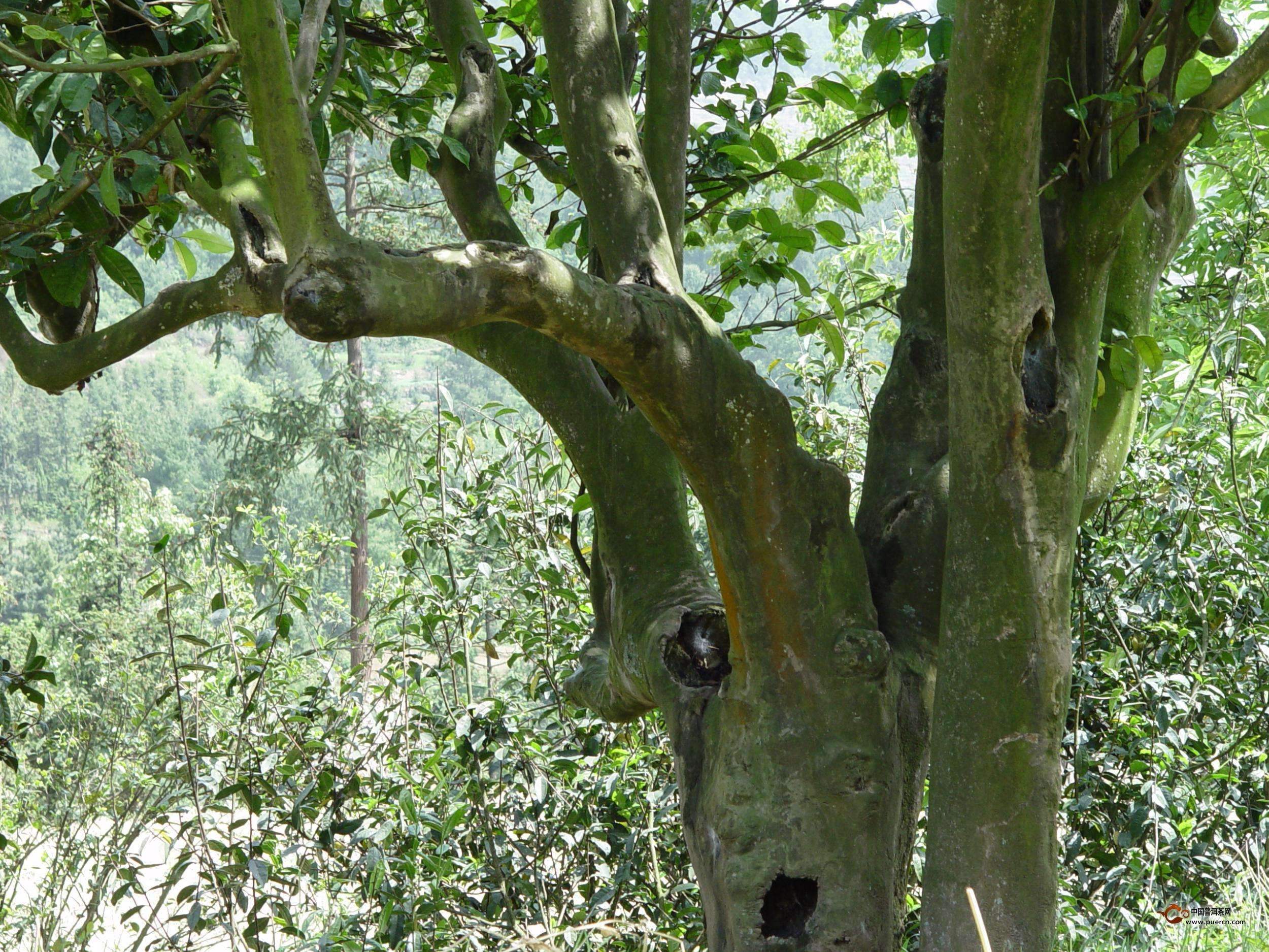 茶树六月蝉虫害的特征和它的防治措施