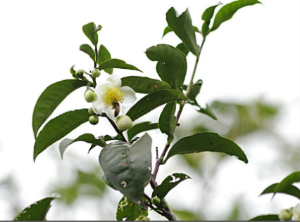茶树花在室内怎么养为什么很多人在家都养不活茶树花？