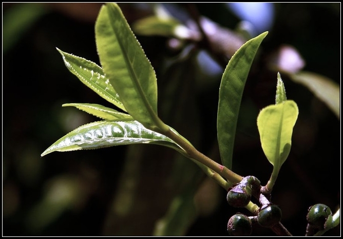 常见的茶树与它常见的病虫害