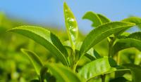 各类茶树的生长环境都一样吗？