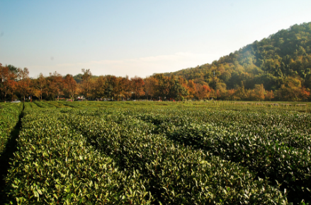 秋末冬初茶园茶树为什么要科学管理？