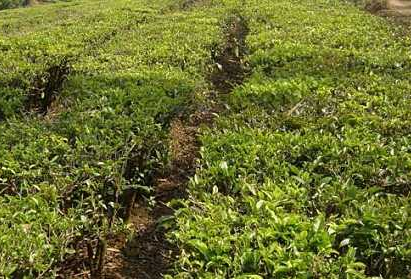 种植茶树的条件茶树对生长的坏境是非常重要的！