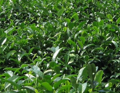 种植茶树的条件茶树对生长的坏境是非常重要的！