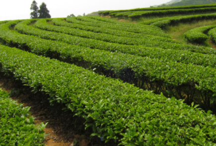 地理种植茶树的条件茶树的适生有哪些条件？