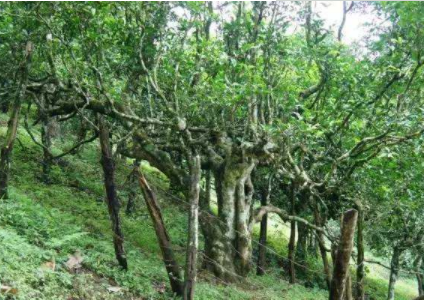 古茶树的发现你知道古茶树的树龄吗？