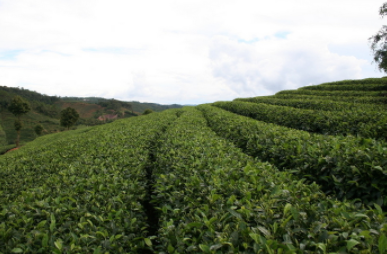 茶树的种植栽培管理茶树在什么时候种植最好呢？