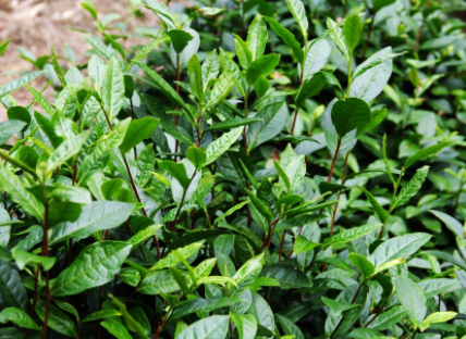 茶树属于什么植物茶树和茶花有什么区别？