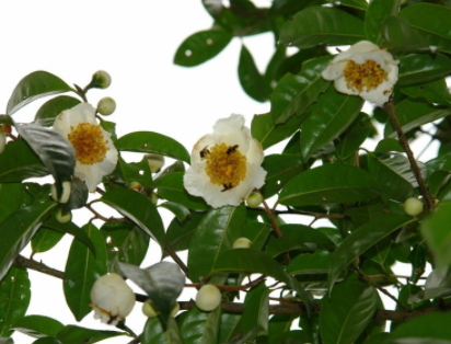 用什么能让茶树开花一般情况茶树什么时候开花结果呢？