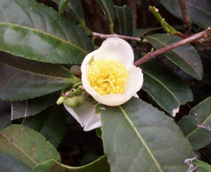 用什么能让茶树开花一般情况茶树什么时候开花结果呢？