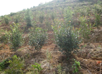 油茶树种植土壤要求油茶树的养殖方法