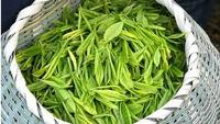 文君嫩绿茶的采制工艺分为几步？