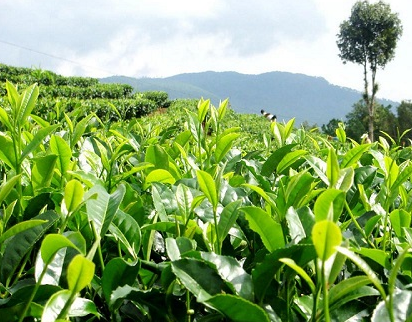 茶树属于什么科茶树有多少种你了解吗?