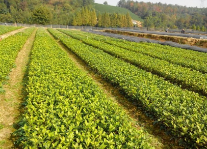 茶苗移栽提高成活率的要点有哪10个？
