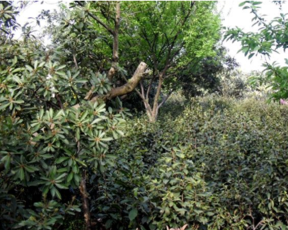 碧螺春属于什么茶树碧螺春茶树的生长环境
