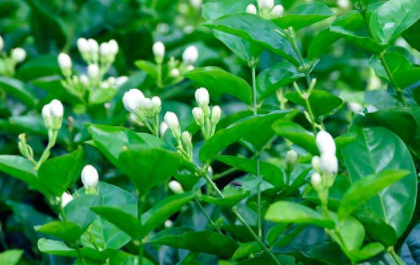 茉莉茶树养殖你知道茉莉茶树养殖有多难吗？