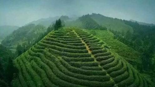 桂东玲珑茶的生长环境桂东玲珑茶是怎样采制而成的？