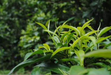 茶树快速育苗茶树怎样嫁接换种？