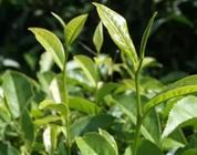 什么是茶树茶树如何种植？
