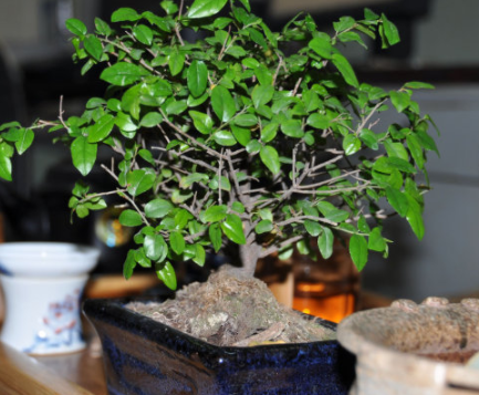 盆栽茶树怎么养茶树盆栽放在家里充满茶香味~