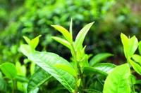 云南普洱茶的茶树品种你知道有哪些特点？