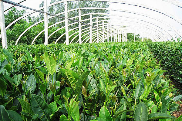 种植无公害茶树需要注意什么种植无公害茶树要注意事项