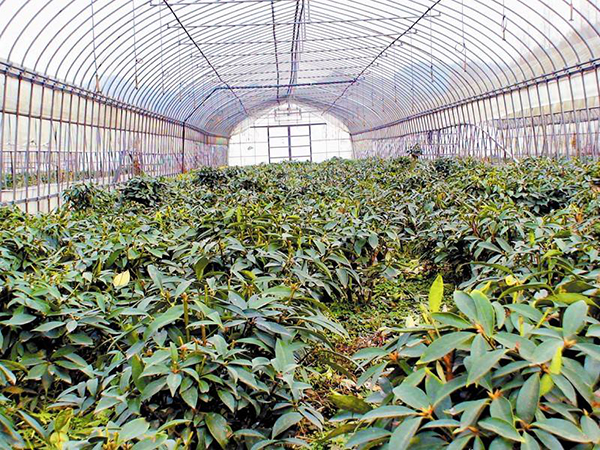 大棚茶叶如何生产管理大棚茶叶生产管理技术