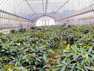 大棚茶叶如何生产管理大棚茶叶生产管理技术