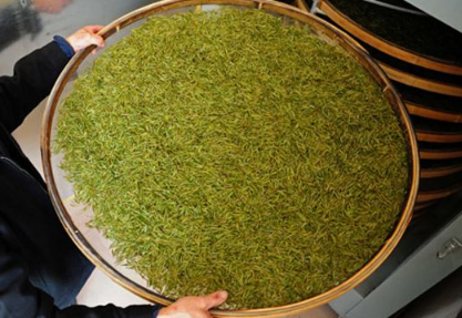 茶叶的加工工艺分为几个阶段？