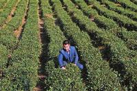 夏天茶树叶面肥施肥技术夏茶叶面肥施用的关键点