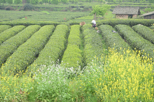 茶树生长地环境要求