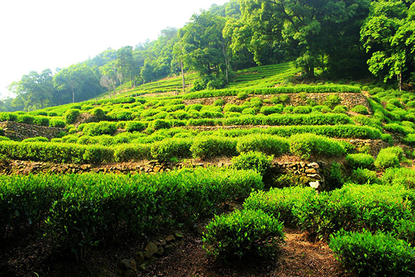 茶树生长地环境要求