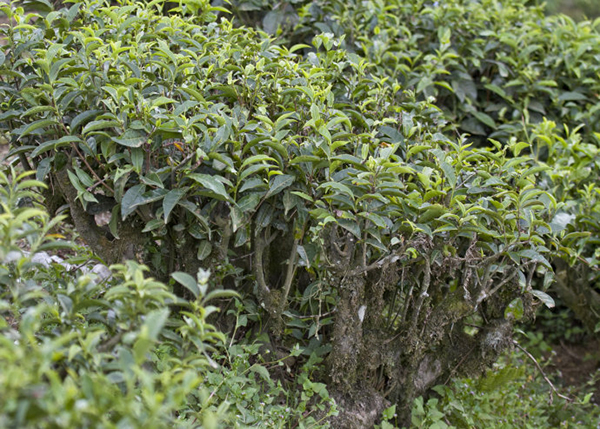 茶树的形状有哪几种茶树的形态特征分类介绍