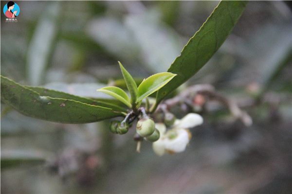 茶树籽作用有哪些茶树籽功效与作用