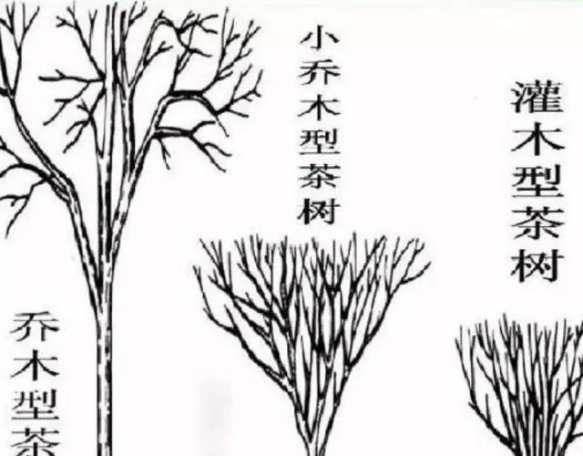 茶树能活多少年中国最古老的茶树特点介绍