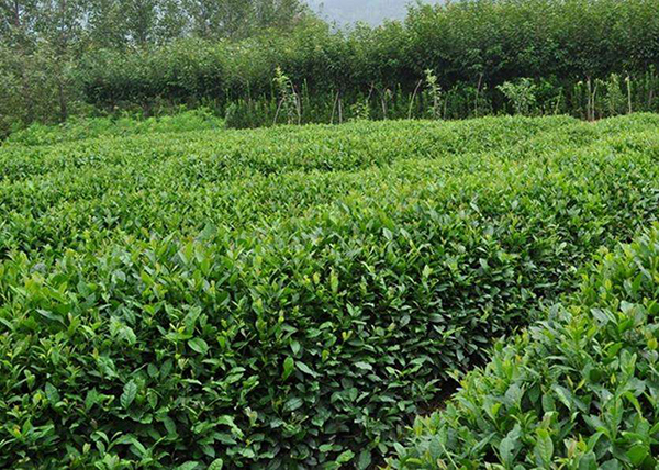 中国茶产业市场分析：草根茶商的时代救赎