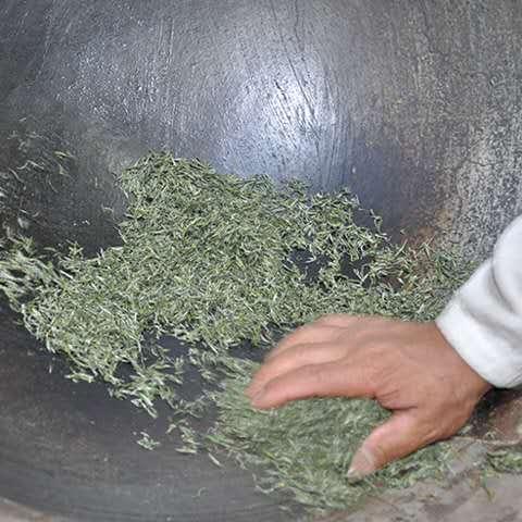 信阳毛尖纯手工炒茶全过程传承发扬传统茶文化