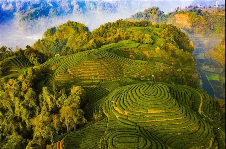 蒙顶山茶文化旅游节开幕签订14个项目，总投资逾63亿元
