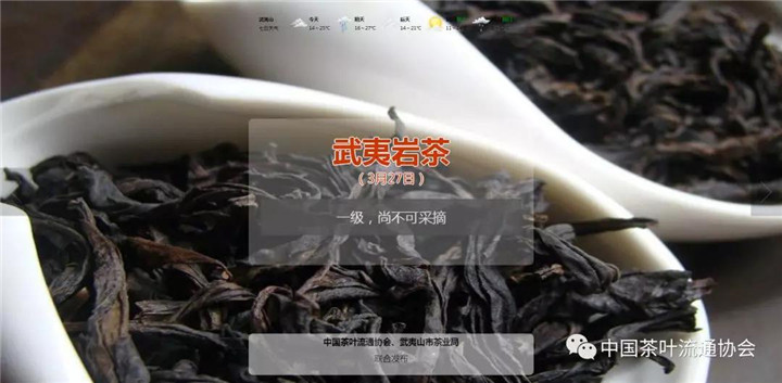 春茶采摘指数：采摘面积扩大、茶青交易价格调整