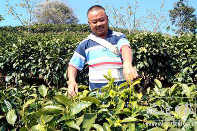 茶叶大数据：2018年云南临沧云县全县茶叶总产量2.15万吨