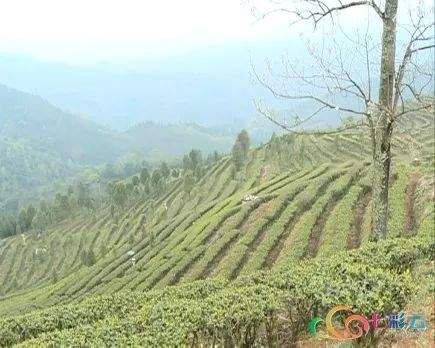 2019春茶上市：云南文山广南20万亩春茶开采