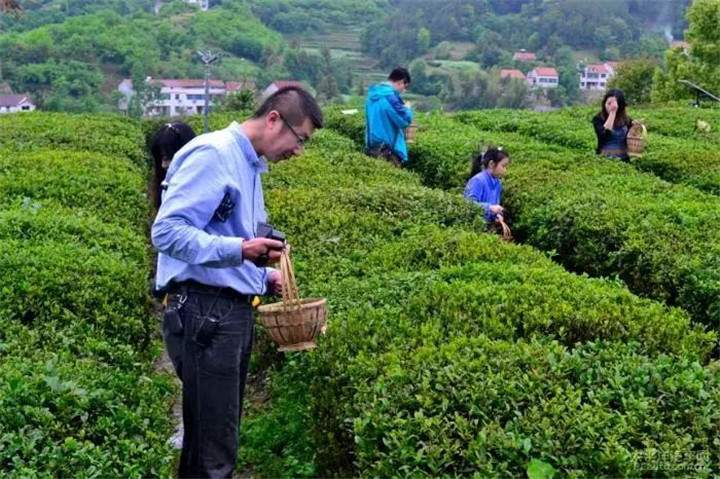 春茶热潮来袭，全国茶市交易万象尽显