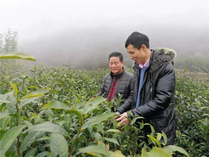 江西、浙江、福建、重庆、贵州等多地茶园2019年首批春茶开采